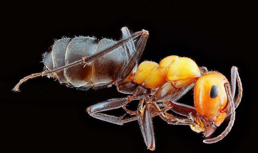 Ant Control service in Hacienda Heights, CA
