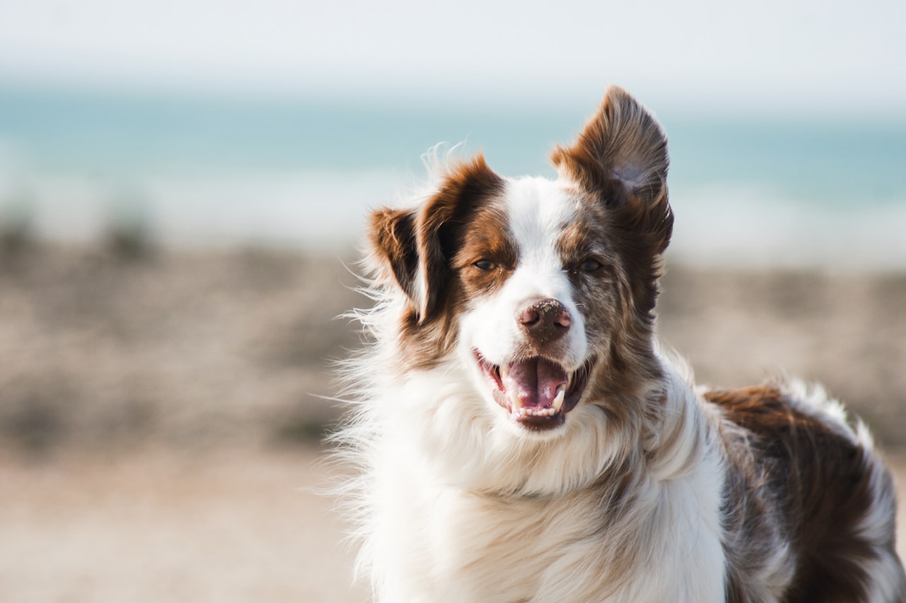 Flea & Tick Control service in Hacienda Heights, CA