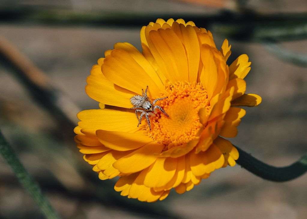 Spider Control service in Hacienda Heights, CA